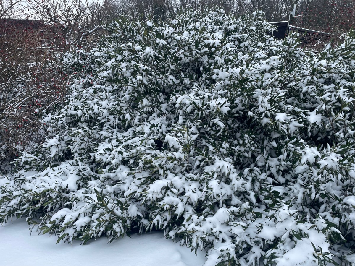 Samstag, 10. Januar 2026 –&nbsp;Rodeln