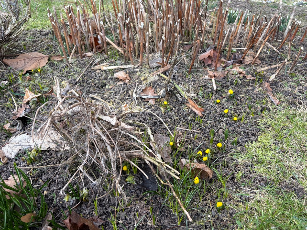 Mittwoch, 18. Februar 2026 – Optimierungslisten