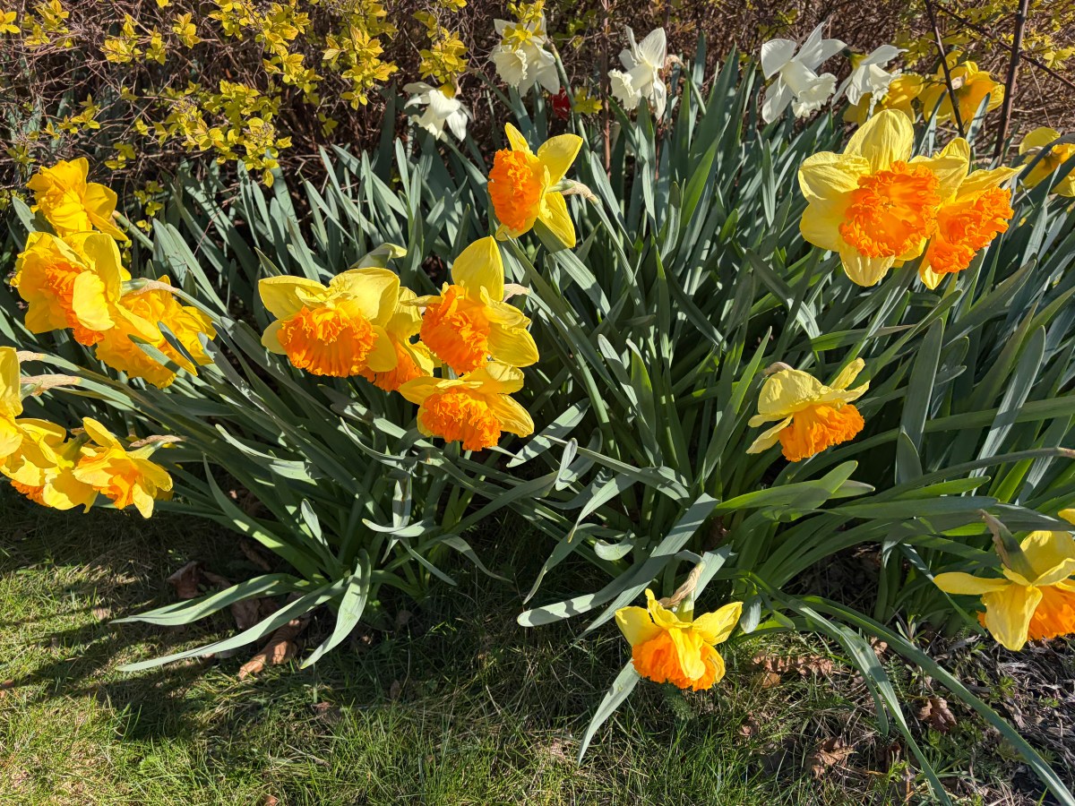 Freitag, 10. April 2026 –&nbsp;Sperrmüllaktion